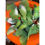 ISI 12 PCS Hiasan Dinding Stiker Tembok Kupu Kupu 3D Wall Sticker 3D Butterfly